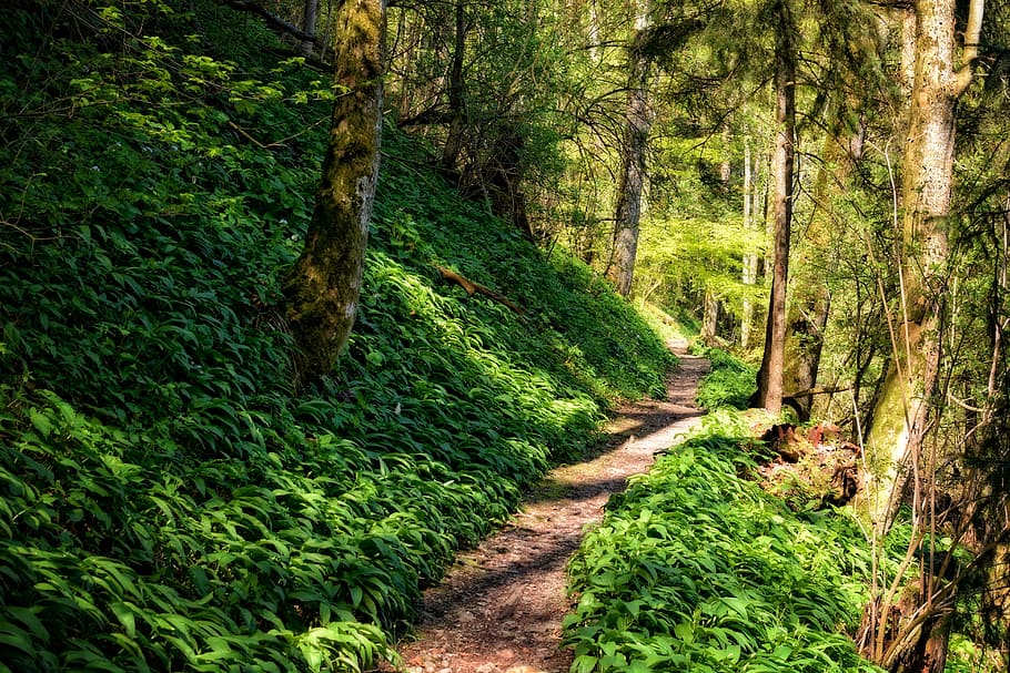 departe, cale, pădure, drumeții, natură, traseu, calea pădurilor, verde, cărare, calea migratorie, recuperare, vacanţă, timp liber, recupera, relaxare, relaxa, copac, plantă, Culoarea verde, teren, liniște, creştere, frumusețe în natură, direcţie, trompă, trunchi de copac, o scenă liniștită, calea de urmat, nici o persoana, scenice - natura, zi, luxuriant frunziș, frunziş, în aer liber, 5K