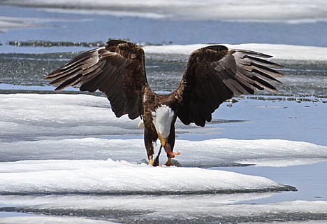 Hvidhovedet havørn, ørn, skaldet, spise, bytte, raptor, fugl, natur, sne, vinter, vinger, sprede, vild, portræt, amerikansk, symbol, fjer, dom, vand, majestætisk, rovdyr, fodring, dyr, dyre temaer, dyr i naturen, dyreliv, rovfugl, flyvende, hvirveldyr, kold temperatur, spredte vinger, ingen mennesker, ørn - fugl, et dyr, dyrefløj, is, 1080P, CC0, offentligt domæne, royaltyfrie