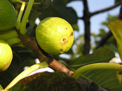 fig, fruita, dolç, arbre, planta, mediterrani, fruites, alimentació saludable, menjar, menjar i beguda, creixement, primer pla, color verd, frescor, naturalesa, branca, arbre fruiter, full, part de la planta, centrar-se en primer pla, cap gent, benestar, groc, bellesa a la natura, a l'aire lliure, madur, 2K, CC0, domini públic, lliure de regalies