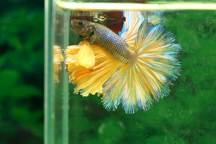 selectiu, focalitzar la fotografia, or, peix de plata betta, betta, peix, hmpk, temes d'animals, animal, fauna animal, un animal, animals a la natura, vertebrats, primer pla, naturalesa, transparent, vidre - material, dia, cap gent, aigua, centrar-se en primer pla, planta, flor, a l'aire lliure, planta amb flors, rèptil, 4K