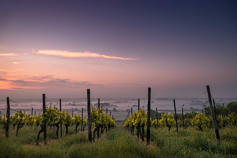 fotografia, verde, campo d'erba, piante, campo, uva, erba, nube, cielo, tramonto, albero, vigneto, Alba, azienda agricola, raccolto, nebbia, orizzonte, prato, rurale, pianta, scenics - natura, bellezza nella natura, la tranquillità, scena tranquilla, nuvola - cielo, crescita, ambiente, paesaggio, natura, terra, scena non urbana, nessuno, idilliaco, colore arancione, agricoltura, all'aperto, post in legno, 5K, CC0, dominio pubblico, privo di copyright