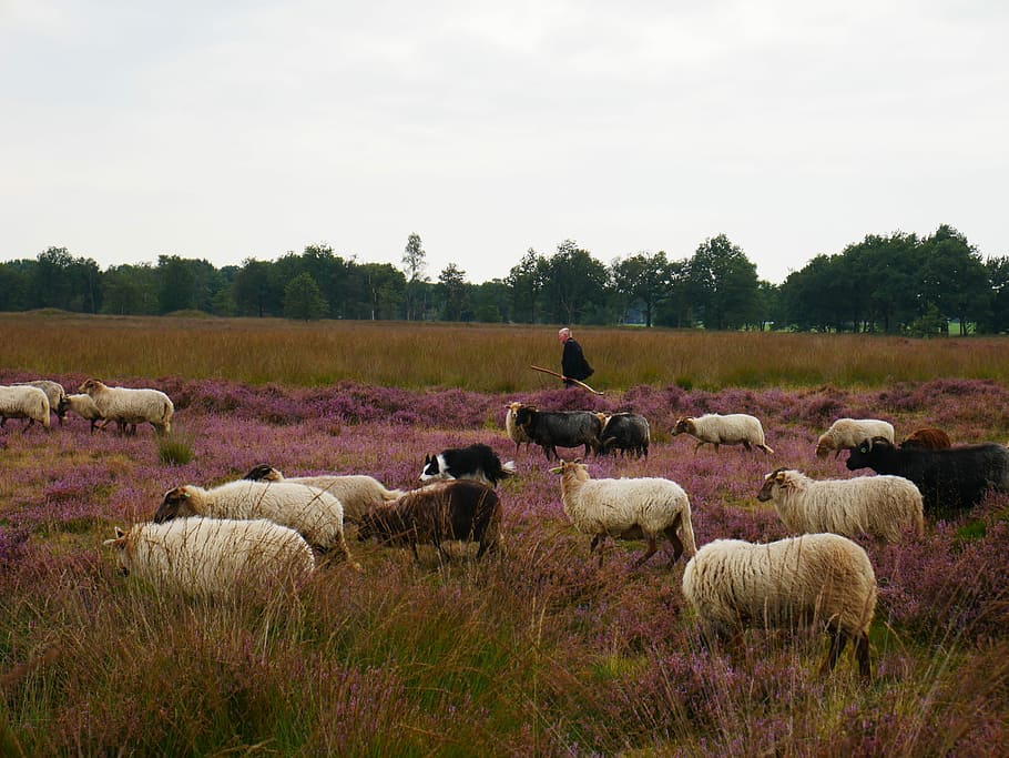 pecora, pastore, agnello, lui io, heide, del browser, natura, campagna, autunno, mandria, largo, drenthe, temi animali, erba, bestiame, animale, mammifero, animali domestici, domestico, pianta, cielo, gruppo di animali, campo, vertebrato, terra, albero, gregge di pecore, paesaggio, grande gruppo di animali, nessuno, erbivoro, all'aperto, 4K