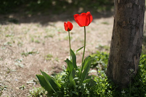 lalea, flori, primăvară, plantă, floare, planta cu flori, frumusețe în natură, roșu, prospeţime, natură, vulnerabilitate, petală, fragilitate, să se concentreze asupra primelor elemente, a închide, creştere, teren, cap de floare, inflorescenţă, zi, nici o persoana, trunchi de copac, mac, în aer liber, 4K, CC0, domeniu public, fără drepturi de autor