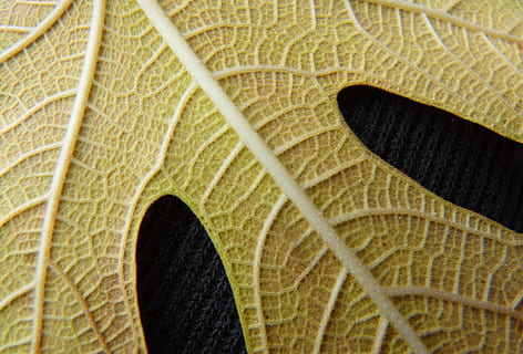 blad, geel, vijgenboom, structuur, geel blaadje, achtergrond, vertakkingen, achtergronden, volledig kader, getextureerde, detailopname, geen mensen, vergroting, extreem dichtbij, patroon, natuurlijk patroon, deel van de plant, natuur, dierlijke thema's, bladader, fabriek, groei, dierenleven, dier, schoonheid in de natuur, getextureerd effect, 4K, CC0, publiek domein, royaltyvrij