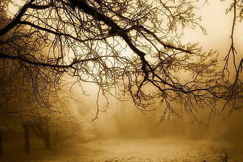 Fotografie, Bäume, tagsüber, Winter, Schnee, Wald, Clearing, Landschaft, szenisch, Silhouetten, Sonnenaufgang, Dämmerung, Morgen, Natur, draußen, Land, ländlich, wunderschönen, hdr, Baum, Nebel, kahler Baum, Schönheit in der Natur, Ruhe, ruhige Szene, szenen, keine Leute, Pflanze, Ast, Umgebung, Silhouette, Szenen - Natur, Nicht-städtische Szene, Himmel, gruslig, 1080P, CC0, gemeinfrei, lizenzfrei