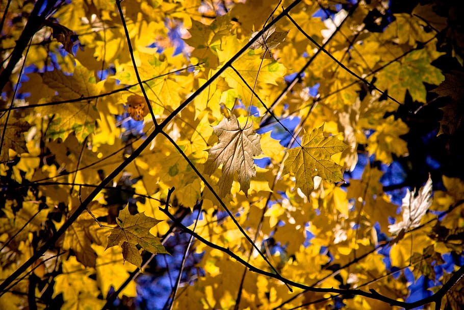 maple, full, fulles d'auró, caure, tardor, naturalesa, colors de la tardor, temporada, cànon, eos 40d, planta, creixement, bellesa a la natura, groc, branca, arbre, planta amb flors, fragilitat, flor, vulnerabilitat, canvi, frescor, centrar-se en primer pla, vista d’angle baix, cap gent, part de la planta, dia, a l'aire lliure, primavera, fulla d'auró, 4K