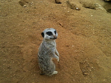 meercat, leder, poter, dyre temaer, et dyr, dyr, dyreliv, meerkat, dyr i naturen, pattedyr, jord, hvirveldyr, natur, solid, høj vinkel visning, dag, ingen mennesker, rock-objekt, klippe, sand, udendørs, kigger væk, 1080P, CC0, offentligt domæne, royaltyfrie