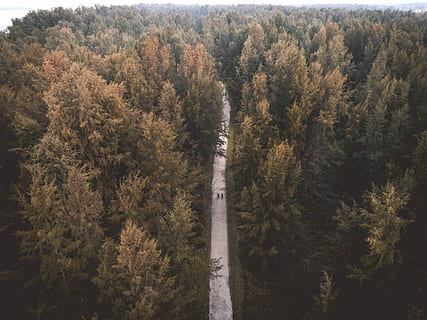 Antenne, Aussicht, Straße, umgeben, hoch, Bäume, Fotografie ansehen, zwei, Person, Gehen, Schotterstraße, tagsüber, Waldweg, Pfad, Weg, Wald, Baum, launisch, Stimmung, Singapur, Drohne, Natur, See, Pflanze, Wachstum, Schönheit in der Natur, Ruhe, ruhige Szene, Land, Tag, keine Leute, Szenen - Natur, draußen, High Angle View, Laub, Nicht-städtische Szene, üppiges Laub, Transport, Landschaft, Nadelbaum, 4K, CC0, gemeinfrei, lizenzfrei