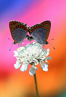 papillon, paire, accouplement, rouge, ailes, insecta, fleur, coloration, plante à fleurs, insecte, invertébré, beauté dans la nature, fermer, aile des animaux, papillon - insecte, plante, vulnérabilité, fragilité, animal, se concentrer sur le premier plan, thèmes animaux, couleur rose, la nature, pétale, fraîcheur, personne, tête de fleur, pollinisation, pollen, 2K, CC0, domaine public, libre de droits