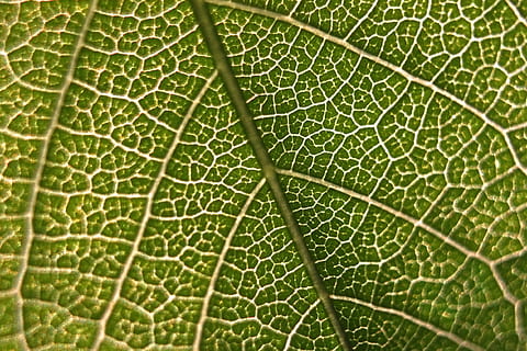 fotografierea macro, verde, frunze, macro, micro, natură, a închide, model, botanică, botanic, Culoarea verde, parte a plantelor, cadru complet, plantă, fundaluri, vena frunzelor, nici o persoana, extreme close-up, texturată, creştere, modelul natural, frumusețe în natură, vulnerabilitate, prospeţime, în aer liber, texturat efect, fundaluri abstracte, puritate, 1080P, CC0, domeniu public, fără drepturi de autor