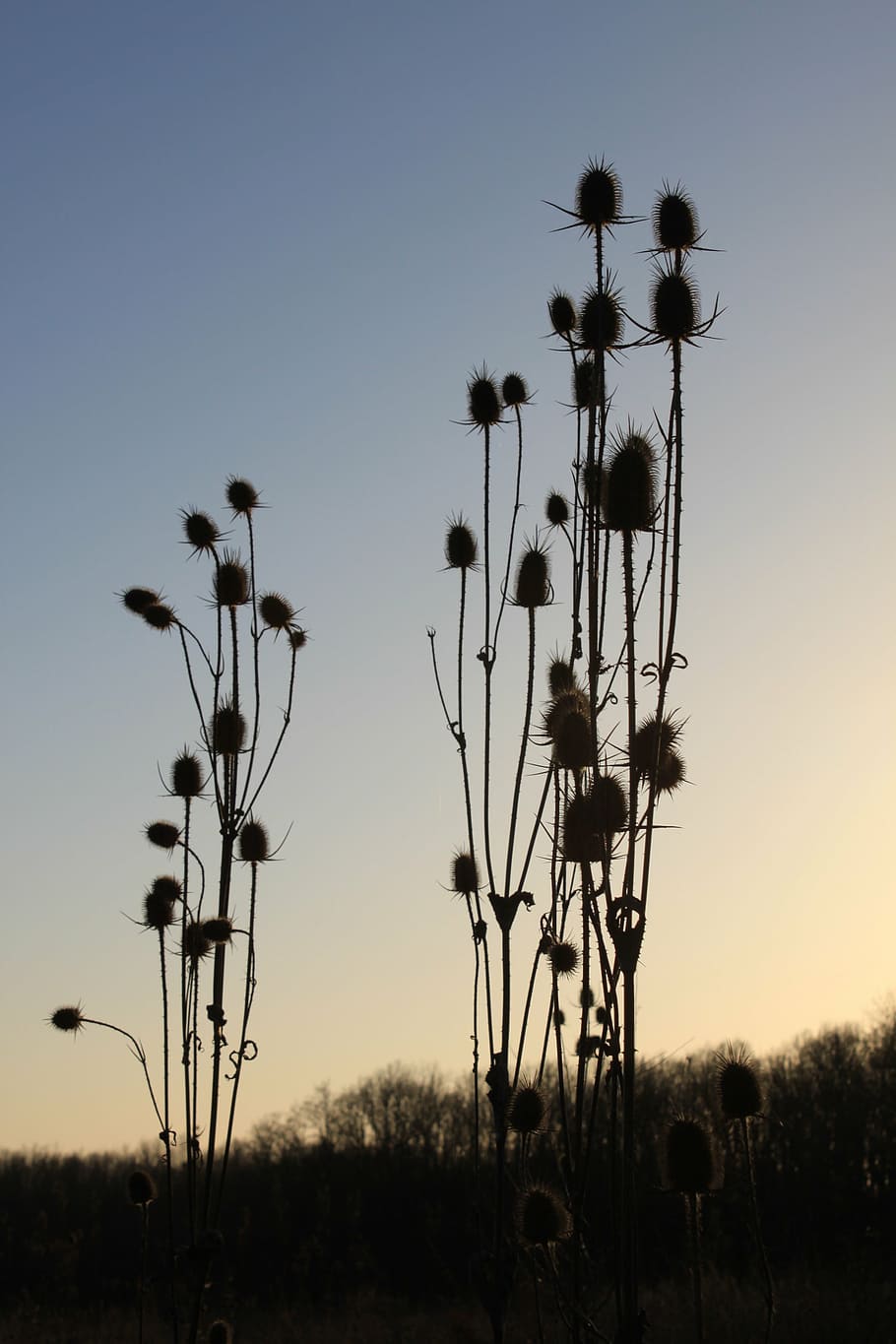 cutleaf, dipsacus, sec, flors, laciniatus, espines, agut, espinós, posta de sol, cardeal, card, tardor, naturalesa, cel, planta, tranquil·litat, cap gent, creixement, bellesa a la natura, camp, silueta, terra, cel clar, escenics - natura, escena tranquil·la, paisatge, a l'aire lliure, centrar-se en primer pla, arbre, dia, escena no urbana, 2K