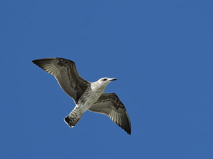 Gaviota, pájaro, vuelo, volar, animal, ali, pájaro, vuelo, cielo, dom, volador, un animal, alas abiertas, aire, fauna animal, temas de animales, animales en la naturaleza, vertebrado, cielo limpio, azul, movimiento, copia espacio, vista de ángulo bajo, parte del cuerpo del animal, nadie, naturaleza, ala animal, al aire libre, halcón - pájaro, 1080P, CC0, dominio público, libre de derechos