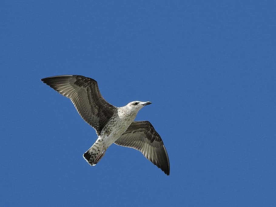 måge, fugl, flyvning, flyve, dyr, ali, fugl, flyvningen, himmel, dom, flyvende, et dyr, spredte vinger, Midt i luften, dyreliv, dyre temaer, dyr i naturen, hvirveldyr, skyfri himmel, blå, bevægelse, kopiere plads, lav vinkel visning, dyr kropsdel, ingen mennesker, natur, dyrefløj, udendørs, falk - fugl, 1080P