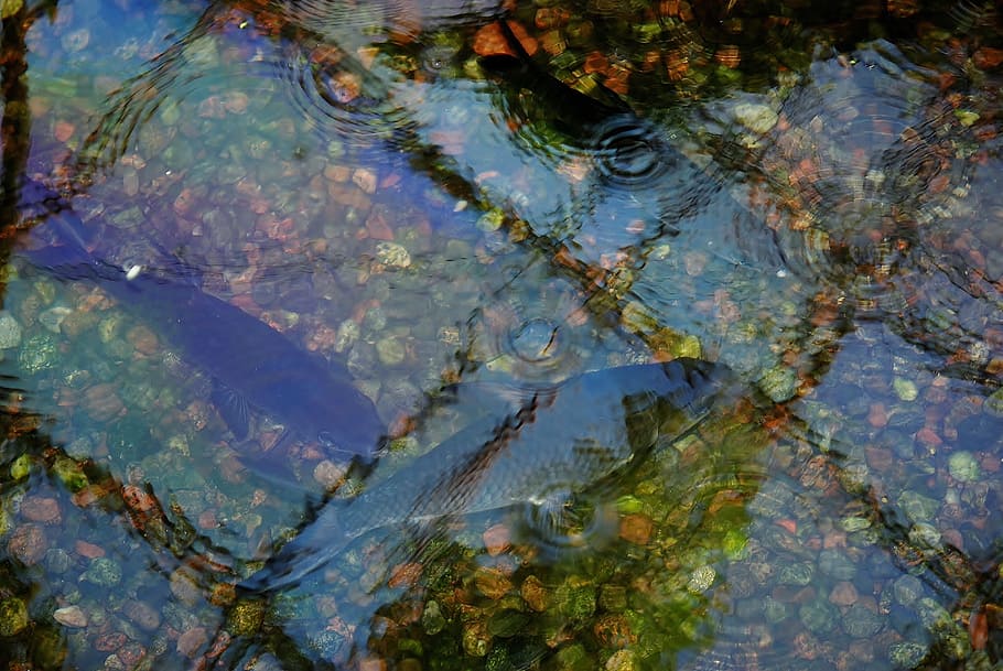 pești negri, fundal, fundaluri, curcubeu, curcubee, colorate, macro, apă, natură, reflecţie, nici o persoana, animale tematice, lac, animal, animale sălbatice, zi, animale în sălbăticie, plantă, vedere în unghi mare, în aer liber, un animal, parte a plantelor, cadru complet, crocodil, a închide, plutește pe apă, cap de animal, mlaştină, poluare, 4K