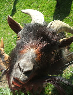 animals, còmic, cabra, cara, cap d’animals, animal, mamífer, temes d'animals, bestiar, un animal, vertebrats, animals domèstics, nacional, primer pla, mascotes, dia, part del cos dels animals, fauna animal, cap gent, centrar-se en primer pla, naturalesa, planta, cornut, a l'aire lliure, herbívors, nas animal, 2K, CC0, domini públic, lliure de regalies
