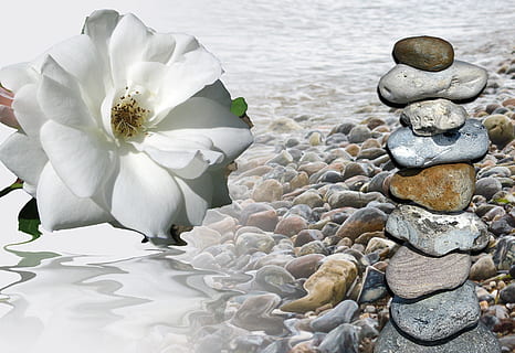 hvid, Rose, ved siden af, småsten, sorg, blomst, hukommelse, kort, hilsen, kondolence, smerte, kraft, trøst, sten, lagdelt, tid, for evigt, bred, trauerkarte, blomstrende plante, skønhed i naturen, plante, hvid farve, kronblad, vand, natur, friskhed, skrøbelighed, sårbarhed, ingen mennesker, tæt på, blomsterhoved, blomsterstand, dag, solid, sø, klippe, udendørs, rullesten, flyder på vandet, renhed, 2K, CC0, offentligt domæne, royaltyfrie