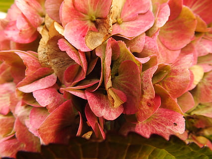 hortensia, hortensia bauer, otoño, transitoriedad, flor, floración, planta, de cerca, belleza en la naturaleza, pétalo, vulnerabilidad, planta floreciendo, fragilidad, crecimiento, cabeza de flor, frescura, inflorescencia, rojo, naturaleza, nadie, fotograma completo, día, antecedentes, color rosa, centrarse en primer plano, al aire libre, polen, granate, racimo de flores, 4K, CC0, dominio público, libre de derechos