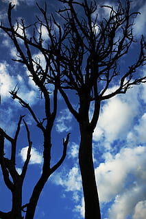 silueta, marchit, arbre, blau, ennuvolat, cel, durant el dia, paisatge, núvols, arbre sec, naturalesa, branca, núvol - cel, planta, arbre nu, vista d’angle baix, ocell, cap gent, bellesa a la natura, dia, vertebrats, temes d'animals, animal, tranquil·litat, fauna animal, animals a la natura, a l'aire lliure, 4K, CC0, domini públic, lliure de regalies