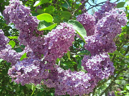 spring, nature, without, plant, growth, flower, beauty in nature, flowering plant, fragility, freshness, vulnerability, lilac, leaf, plant part, close-up, petal, day, purple, no people, pink color, focus on foreground, outdoors, springtime, flower head, bunch of flowers, 2K, CC0, public domain, royalty free