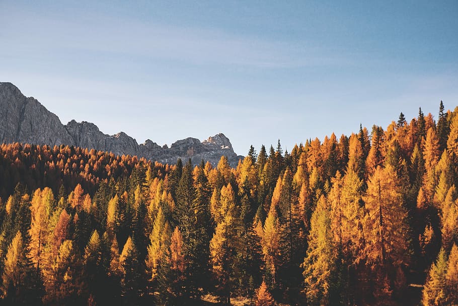 brązowe drzewa, Pomarańczowy, leafed, drzewa, zdjęcie górskie, las, spadek, jesień, drzewo, Góra, krajobraz, Natura, listowie, orizon, jezioro, dolomit, piękno natury, roślina, scenics - natura, spokojna scena, spokój, wylądować, scena pozamiejska, niebo, żadnych ludzi, wzrost, dzień, idylliczny, środowisko, zdalny, sosna, drzewo iglaste, lesisty teren, zmiana, na dworze, lasy sosnowe, 5K