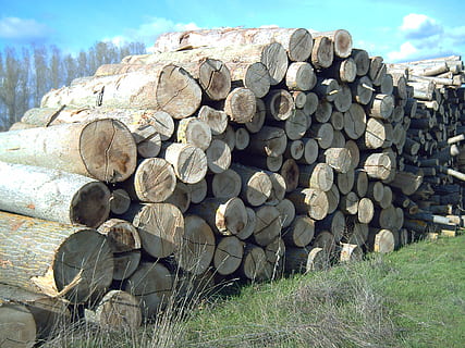 lemn, plop, grămadă, cherestea, industrie, Buturuga, morman, industria cherestelei, lemne de foc, despădurire, pădure, copac, lemn - material, abundenţă, combustibil și generarea de energie electrică, grup mare de obiecte, camp, natură, teren, probleme de mediu, zi, nici o persoana, Woodpile, în aer liber, 2K, CC0, domeniu public, fără drepturi de autor