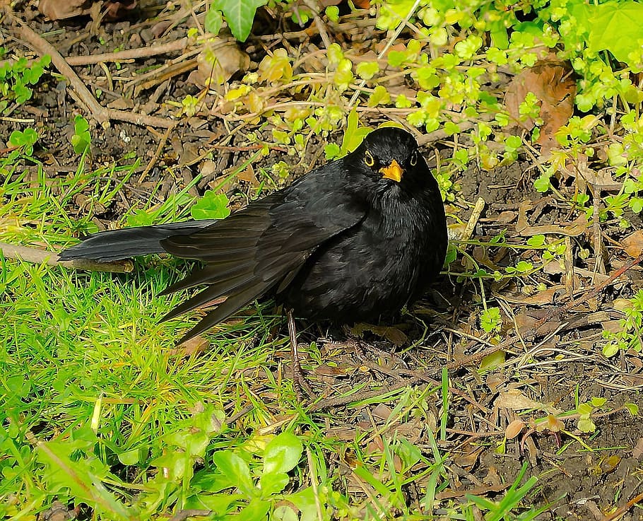 Tiere, Makro, fliegend, Gefieder, Flügel, schwarz, Amsel, Vogel, ein Tier, Tiere in freier Wildbahn, Tierwelt, Tierthemen, schwarze Farbe, Tier, Wirbeltier, Pflanze, keine Leute, Tag, Land, Natur, High Angle View, Gras, Feld, draußen, grüne Farbe, Blässhuhn, 1080P