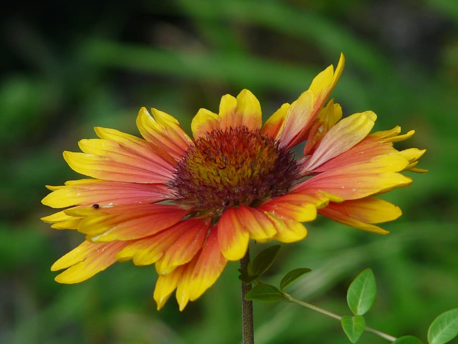 sol, cerveseria, helenium, composites, cerveses de sol, asteràcies, flor, florir, jardí de flors, flora, flor d'estiu, groc, taronja, vermell, fragilitat, pètal, cap de flor, planta, creixement, planta amb flors, bellesa a la natura, vulnerabilitat, frescor, inflorescència, primer pla, centrar-se en primer pla, naturalesa, cap gent, dia, pol·len, a l'aire lliure, primavera, sepal, 2K