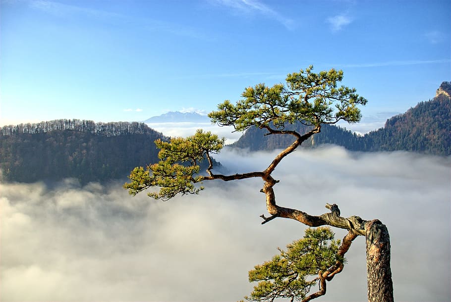 top, udsigt, træ, Pieniny, fyrretræ, bjerge, natur, scenics, Skov, landskab, udendørs, himmel, skønhed i naturen, ingen mennesker, bjerg, vand, rolig scene, sky - himmel, sø, grøn farve, dag, træstamme, plante, ro, scenics - natur, sollys, vækst, blå, miljø, afdeling, jord, 4K