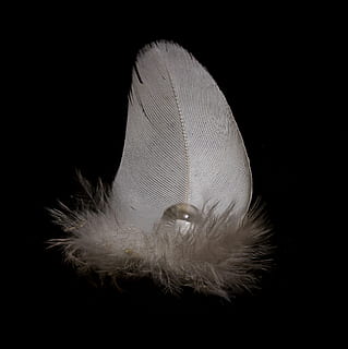 Frühling, tropfen, schließen, Vogelfeder, Makro, schwarzer Hintergrund, Studioaufnahme, Tierthemen, ein Tier, Tier, Nahansicht, Tierwelt, Tiere in freier Wildbahn, drinnen, keine Leute, Wirbeltier, kopieren sie platz, Fisch, Natur, weiße Farbe, unter wasser, Tierkörperteil, Feder, Meer, Leben im Meer, Marine, Weichheit, Tierauge, 2K, CC0, gemeinfrei, lizenzfrei