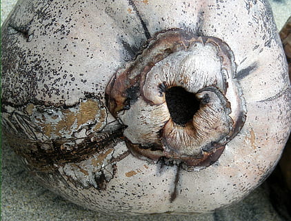 Noce di cocco, shell, isola, l'oceano Pacifico, conchiglia, isola, Pacifico, oceano, tropicale, Panama, centrale, America, avvicinamento, un animale, nessuno, temi animali, in casa, giorno, cibo, cibo e bevande, vista dall'alto, natura, all'aperto, verdura, natura morta, animale, strutturato, mangiare sano, direttamente sopra, benessere, fungo, cattiva condizione, vecchio, concentrarsi sulle conoscenze acquisite, 1080P, CC0, dominio pubblico, privo di copyright