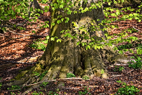 arbre, tronc, arrels, branca, fullatge, arbre vell, nodrit, bosc, sòl del bosc, fulles velles, planta, terra, creixement, naturalesa, tronc de l'arbre, part de la planta, dia, cap gent, full, llum solar, color verd, camp, bellesa a la natura, a l'aire lliure, tranquil·litat, caient, escorça, fulles, 5K, CC0, domini públic, lliure de regalies
