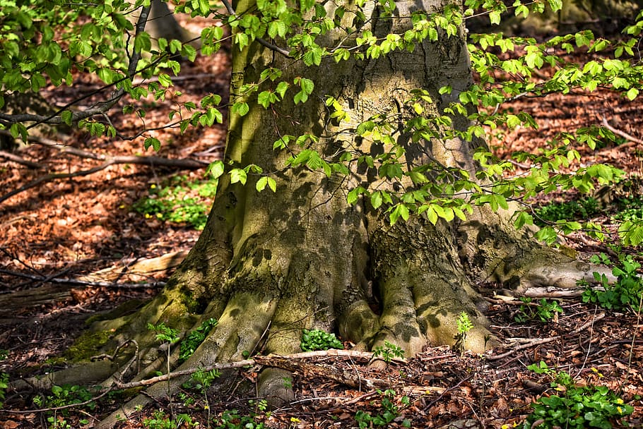 træ, bagagerum, rødder, afdeling, løv, gammelt træ, knudrede, Skov, skovbund, gamle blade, plante, jord, vækst, natur, træstamme, plante del, dag, ingen mennesker, blad, sollys, grøn farve, Mark, skønhed i naturen, udendørs, ro, faldende, bark, blade, 5K