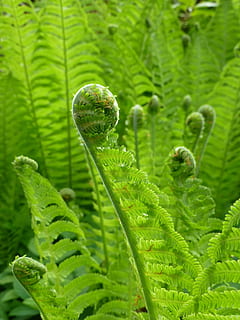 falguera, primavera, nova, fulla, planta, naturalesa, nou, full, verd, estiu, jardí, botànic, natural, bosc, flora, botànica, fullatge, frescor, color, fresc, exuberant, llum, salvatge, creixement, vegetació, color verd, macro, primer pla, fons, cap gent, part de la planta, bellesa a la natura, dia, centrar-se en primer pla, a l'aire lliure, vulnerabilitat, aigua, tirar, fragilitat, espiral, arrissat, humit, gota de pluja, 2K, CC0, domini públic, lliure de regalies