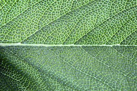 clorofila, albahaca, hoja, macro, especia, verde, antecedentes, fotograma completo, color verde, de cerca, parte de la planta, vena de la hoja, nadie, modelo, naturaleza, planta, patrón natural, vulnerabilidad, fragilidad, primer plano extremo, frescura, belleza en la naturaleza, agua, día, al aire libre, aumento, resumen, fondos abstractos, complejidad, efecto texturizado, pequeña, pureza, 2K, CC0, dominio público, libre de derechos