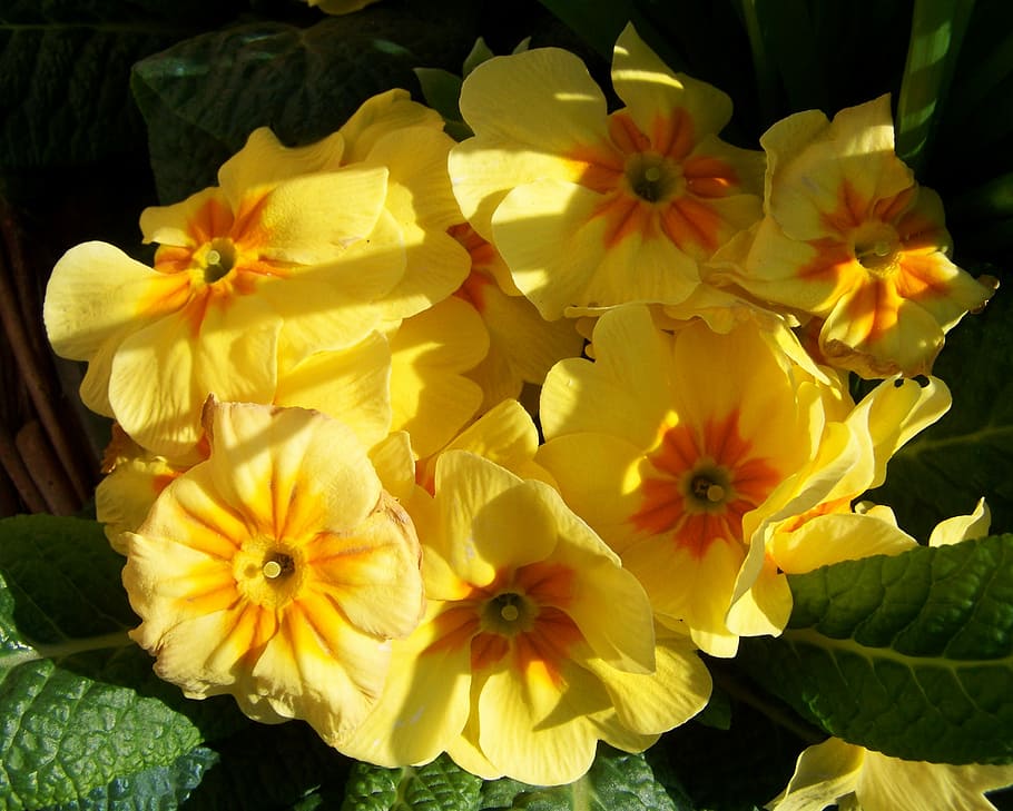 primula, giallo, fiore, primavera, fiore giallo, fiore primaverile, testa di fiore, petalo, fragilità, freschezza, pianta fiorita, pianta, infiorescenza, vulnerabilità, bellezza nella natura, avvicinamento, crescita, natura, nessuno, all'aperto, giorno, polline, botanica, 2K