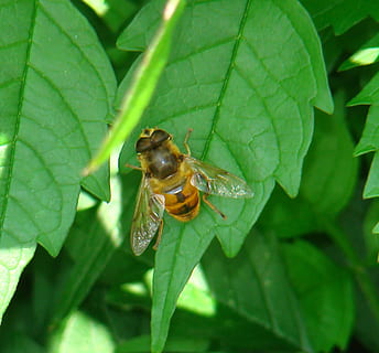 fliegen, Biene, Insekt, Fehler, Flügel, Tierwelt, Biologie, zart, Pest, Pestizid, Garten, Landwirtschaft, Drohne, Stachel, Hummel, Tier, Tierthemen, ein Tier, Pflanzenteil, Blatt, Tiere in freier Wildbahn, wirbellos, grüne Farbe, Nahansicht, Pflanze, Natur, Wachstum, Tag, keine Leute, draußen, Schönheit in der Natur, Zerbrechlichkeit, 720P, CC0, gemeinfrei, lizenzfrei