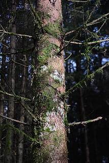 registre, molsa, escorça, teixir, escorça d'arbre, arbre, planta, tronc de l'arbre, tronc, creixement, bosc, naturalesa, terra, dia, centrar-se en primer pla, bellesa a la natura, cap gent, branca, a l'aire lliure, tranquil·litat, enfocament selectiu, color verd, primer pla, arbre de coníferes, 2K, CC0, domini públic, lliure de regalies