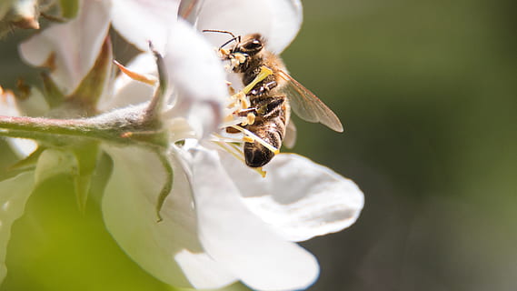 fiorire, fioritura, primavera, nettare, impollinazione, api, natura, insetto, polline, miele, fiore, avvicinamento, macro, Ape, pianta, animale, all'aperto, estate, un animale, temi animali, animali allo stato selvatico, fauna selvatica, Colore bianco, invertebrato, bellezza nella natura, fragilità, freschezza, crescita, petalo, concentrarsi sulle conoscenze acquisite, vulnerabilità, nessuno, testa di fiore, ala animale, 5K, CC0, dominio pubblico, privo di copyright