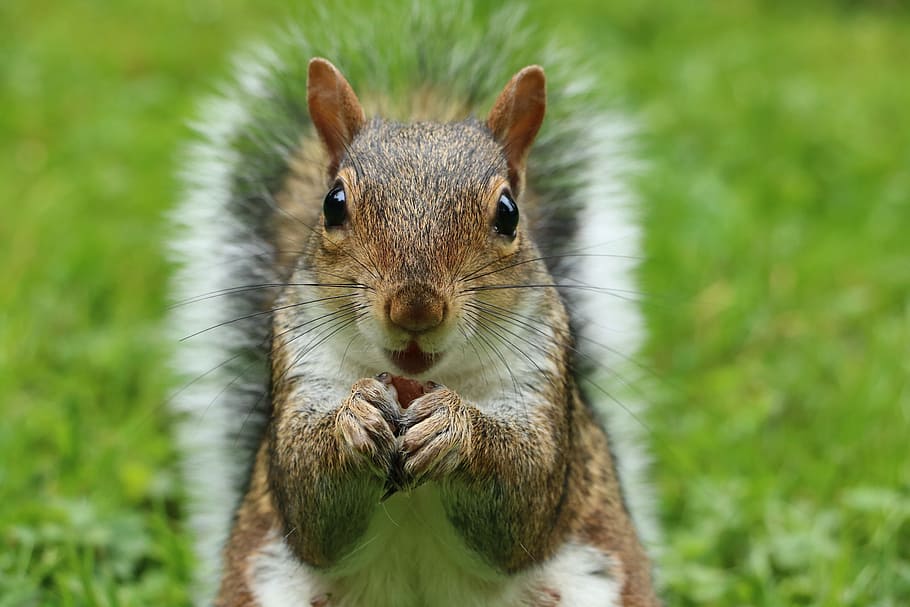 primer pla, fotografia, esquirol, sciurus carolinensis, esquirol gris, rosegador, mamífer, nager, animal, bonic, dolç, esquirol britànic, nou, fotografia de fauna salvatge, pelut, alimentació, jardí de menjar, temes d'animals, un animal, fauna animal, animals a la natura, centrar-se en primer pla, dia, cap gent, retrat, naturalesa, vertebrats, menjar, mirant la càmera, vista frontal, a l'aire lliure, bigotis, cap d’animals, herbívors, 5K