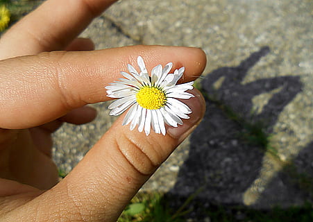 ruka, stín, sedmikráska, dar, zelená, bílý, žlutá, Jasný, květ, makro, tráva, jaro, zahrada, Příroda, přírodní, rostlina, lidské ruky, kvetoucí rostlina, část lidského těla, jedna osoba, svěžest, křehkost, část těla, zranitelnost, krása v přírodě, bílá barva, hospodářství, detail, slunečního světla, skutečných lidí, květu hlavy, prst, pyl, venku, 4K, CC0, veřejná doména, bez autorských práv