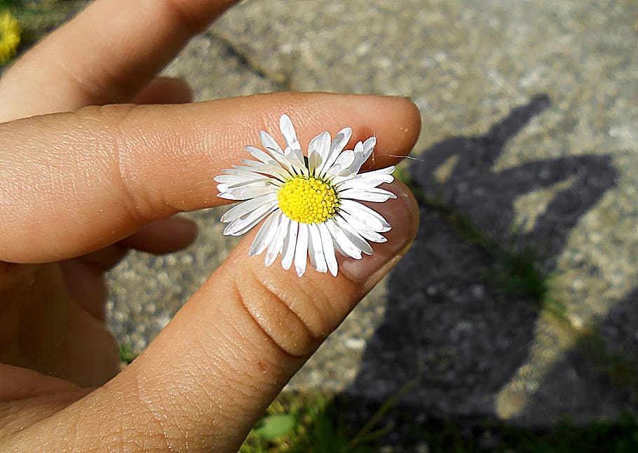 ruka, stín, sedmikráska, dar, zelená, bílý, žlutá, Jasný, květ, makro, tráva, jaro, zahrada, Příroda, přírodní, rostlina, lidské ruky, kvetoucí rostlina, část lidského těla, jedna osoba, svěžest, křehkost, část těla, zranitelnost, krása v přírodě, bílá barva, hospodářství, detail, slunečního světla, skutečných lidí, květu hlavy, prst, pyl, venku, 4K