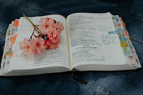 Rosa, flor pétala, livro, fechar-se, foto, flor, estude, aprender, Bíblia, religioso, religião, leitura, palavras, notas, decoração, jeans, palavra, natureza, publicação, papel, visão de alto ângulo, planta com flores, dentro de casa, abrir, ninguém, Educação, plantar, página, texto, ainda vida, cor rosa, frescura, cama, têxtil, Folha, 5K, CC0, domínio público, royalty free