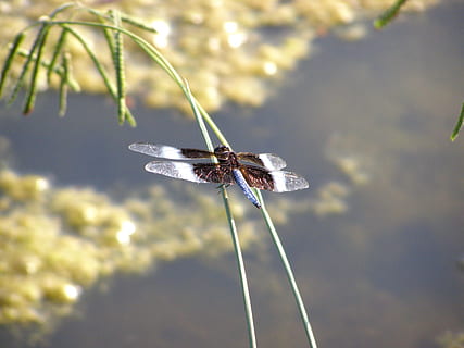 libèl·lula, error, insecte, naturalesa, volar, ala, estiu, blau, colorit, primavera, herba, teló de fons, planta, fons, estany, a l'aire lliure, tranquil, pacífica, un animal, temes d'animals, fauna animal, animal, animals a la natura, invertebrat, centrar-se en primer pla, ala dels animals, primer pla, dia, cap gent, bellesa a la natura, enfocament selectiu, creixement, fragilitat, 2K, CC0, domini públic, lliure de regalies