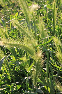 Blühen, Ohren, Gras, Licht, Spitze, Sonne, Pflanzen, Sommer-, Wachstum, Pflanze, grüne Farbe, Feld, Getreidepflanze, Ernte, Landwirtschaft, Land, Schönheit in der Natur, Natur, Tag, Nahansicht, keine Leute, Bauernhof, Ruhe, Landschaft, ländliche Szene, draußen, Sonnenlicht, Pflanzenteil, Plantage, 4K, CC0, gemeinfrei, lizenzfrei