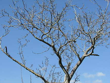 Trees, Walnut, Winter, bare tree, sky, tree, blue, branch, day, low angle view, plant, no people, clear sky, nature, beauty in nature, outdoors, tranquility, scenics - nature, trunk, tree trunk, sunlight, growth, dead plant, 4K, CC0, public domain, royalty free