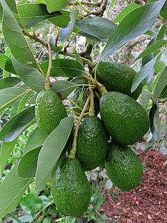 Avocado, Obst, Baum, Grün, organisch, natürlich, Essen und Trinken, Blatt, Pflanzenteil, grüne Farbe, gesundes Essen, Lebensmittel, Pflanze, Wachstum, Frische, Wohlbefinden, Natur, keine Leute, Nahansicht, Tag, draußen, Tropische Frucht, unreif, Schönheit in der Natur, reif, 4K, CC0, gemeinfrei, lizenzfrei