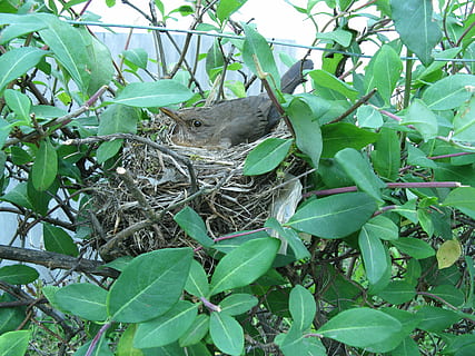 vogel, nest, nesting, één dier, blad, deel van de plant, dierlijke thema's, dier, fabriek, gewerveld, dierenleven, groene kleur, dieren in het wild, groei, natuur, geen mensen, dag, boom, tak, knaagdier, zoogdier, buitenshuis, detailopname, snorhaar, 2K, CC0, publiek domein, royaltyvrij