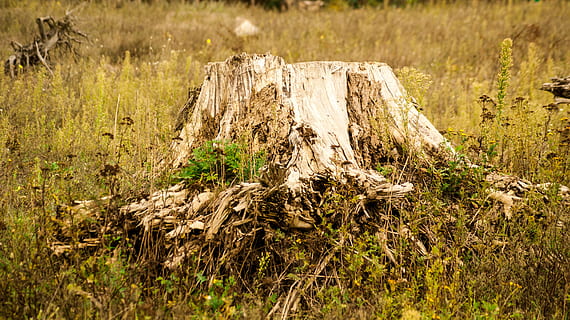 korzeń, las, drzewo, Natura, Zielony, korzenie, konary, następnie, konar drzewa, zarośla, suchy, bor, roślina, trawa, wylądować, pole, dzień, żadnych ludzi, drewno - materiał, spokój, na dworze, wzrost, drewno, światło słoneczne, skupić się na pierwszym planie, pień drzewa, szczekać, log, scena pozamiejska, martwa roślina, 4K, CC0, domena publiczna, darmowe zdjęcia