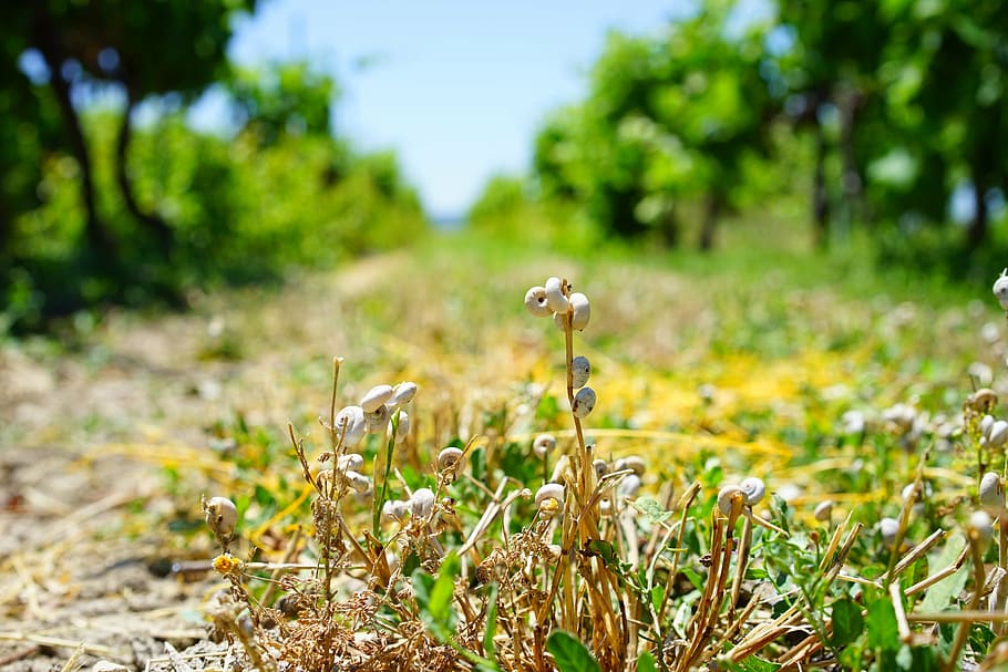 lumache, guscio di chiocciola, gusci di lumaca, lumaca, xeropicta ruvida tina, sud della Francia, provence, massa, raccolta di massa, erba, filo d'erba, bianca, lumaca bianca, natura, pianta, all'aperto, estate, crescita, campo, concentrarsi sulle conoscenze acquisite, terra, bellezza nella natura, nessuno, giorno, colore verde, albero, messa a fuoco selettiva, fiore, la tranquillità, freschezza, avvicinamento, pianta fiorita, luce del sole, livello di superficie, 5K