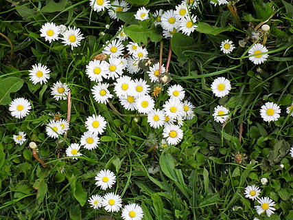 madeliefje, weide, stormloop, gras, bloeiende plant, bloem, fabriek, breekbaarheid, versheid, kwetsbaarheid, schoonheid in de natuur, bloemblad, groei, bloemhoofd, bloeiwijze, natuur, detailopname, geen mensen, hoge hoekmening, groene kleur, witte kleur, veld-, dag, buitenshuis, stuifmeel, 2K, CC0, publiek domein, royaltyvrij